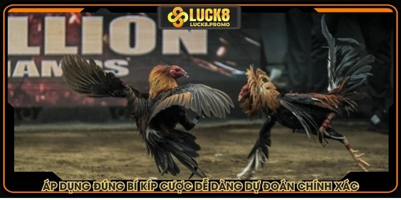 Áp dụng đúng bí kíp cược đá gà để dễ dàng dự đoán chính xác
