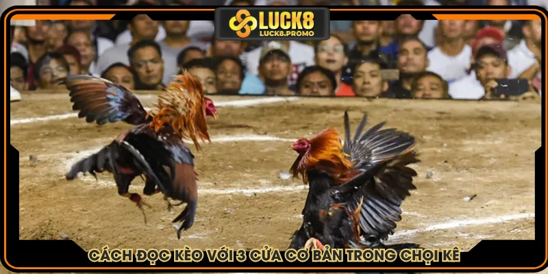 Cách đọc kèo với 3 cửa cơ bản trong chọi kê