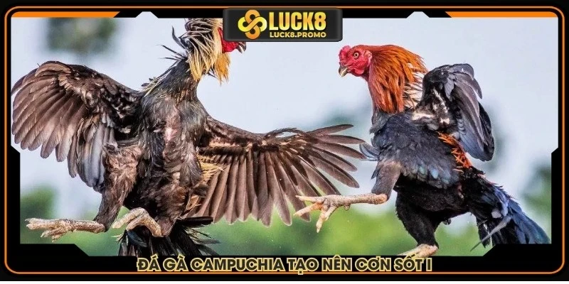 Đá gà Campuchia tạo nên cơn sốt trên thị trường giải trí hiện đại