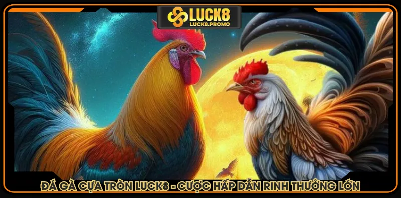 Đá gà cựa tròn LUCK8