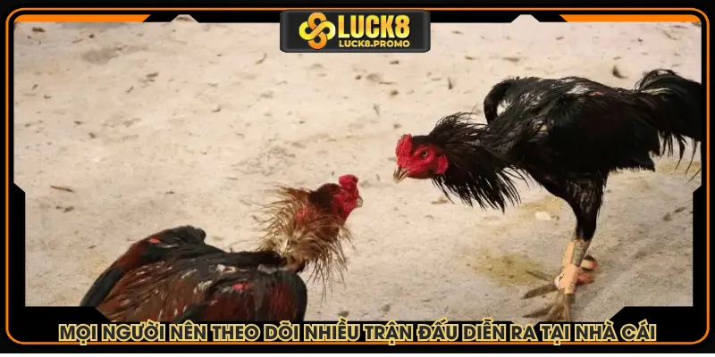 Mọi người nên theo dõi nhiều trận đấu diễn ra tại nhà cái