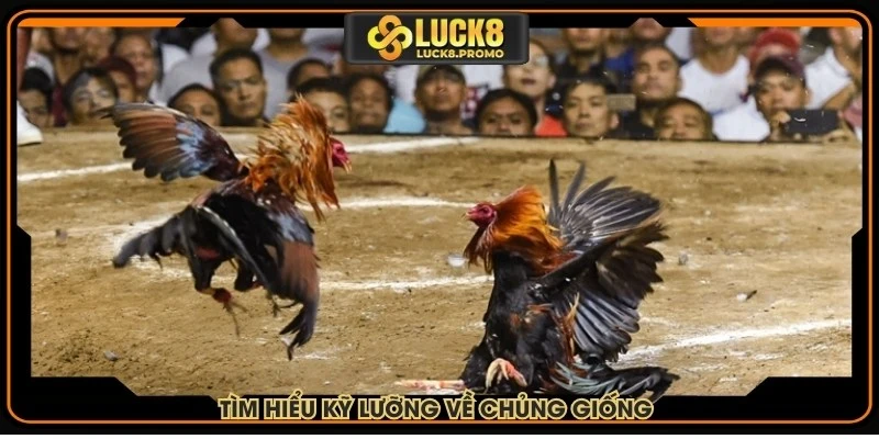 Tìm hiểu kỹ lưỡng về chủng giống trước khi đặt kèo chọi kê