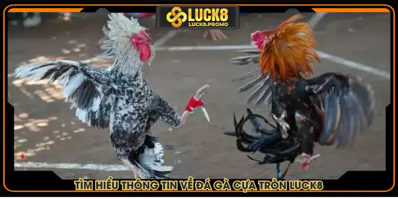 Tìm hiểu thông tin về đá gà cựa tròn LUCK8