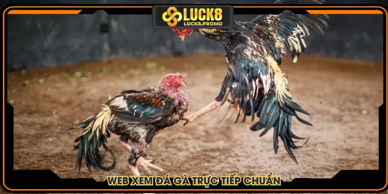Web xem đá gà trực tiếp chuẩn